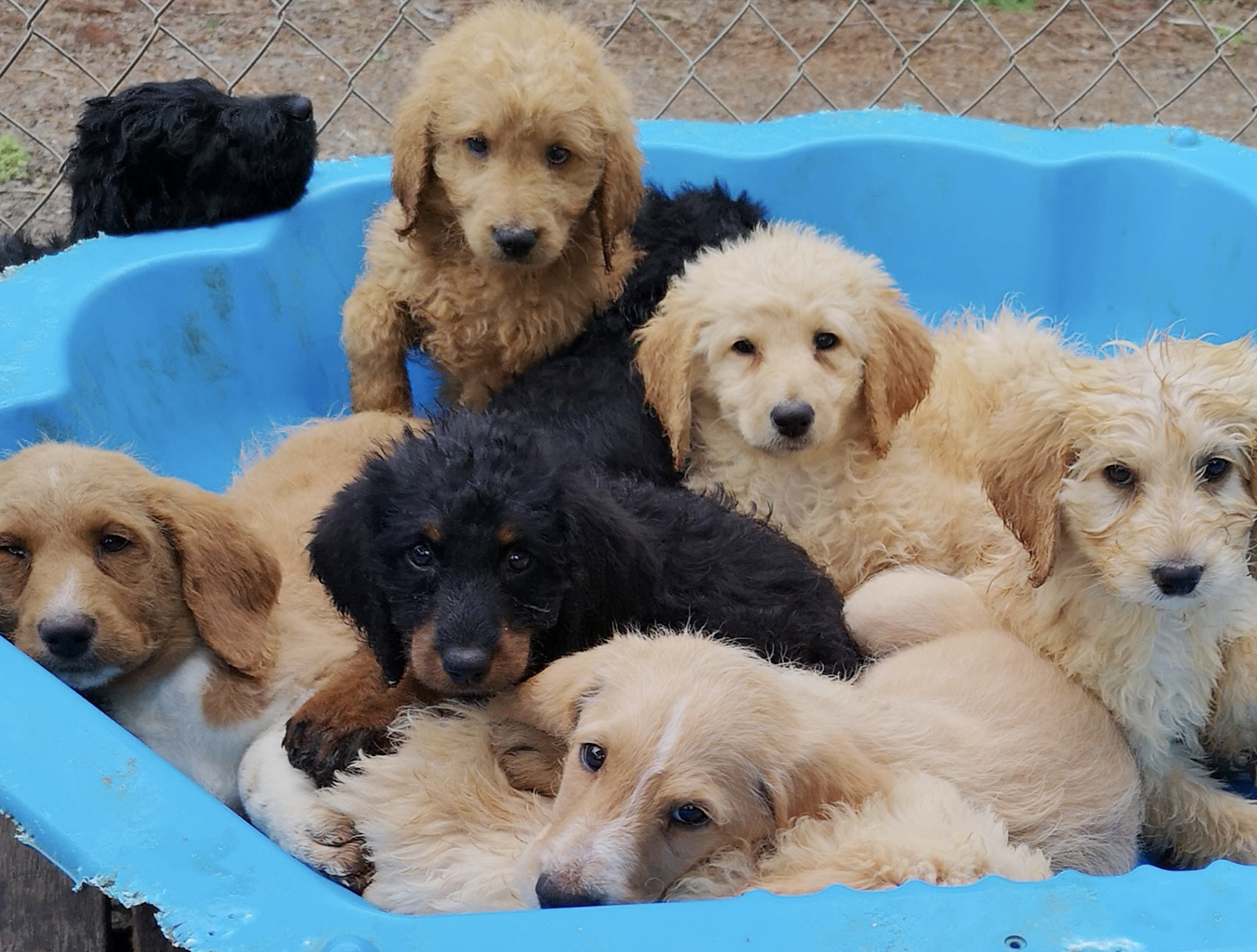 Northland best sale miniature goldendoodles