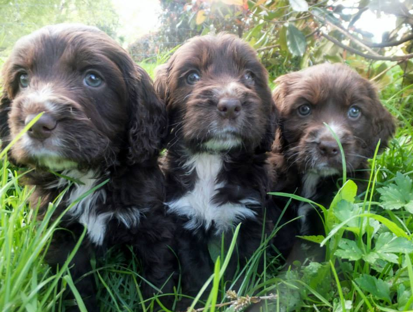 Adoption Liberty Labradoodles Spoodles