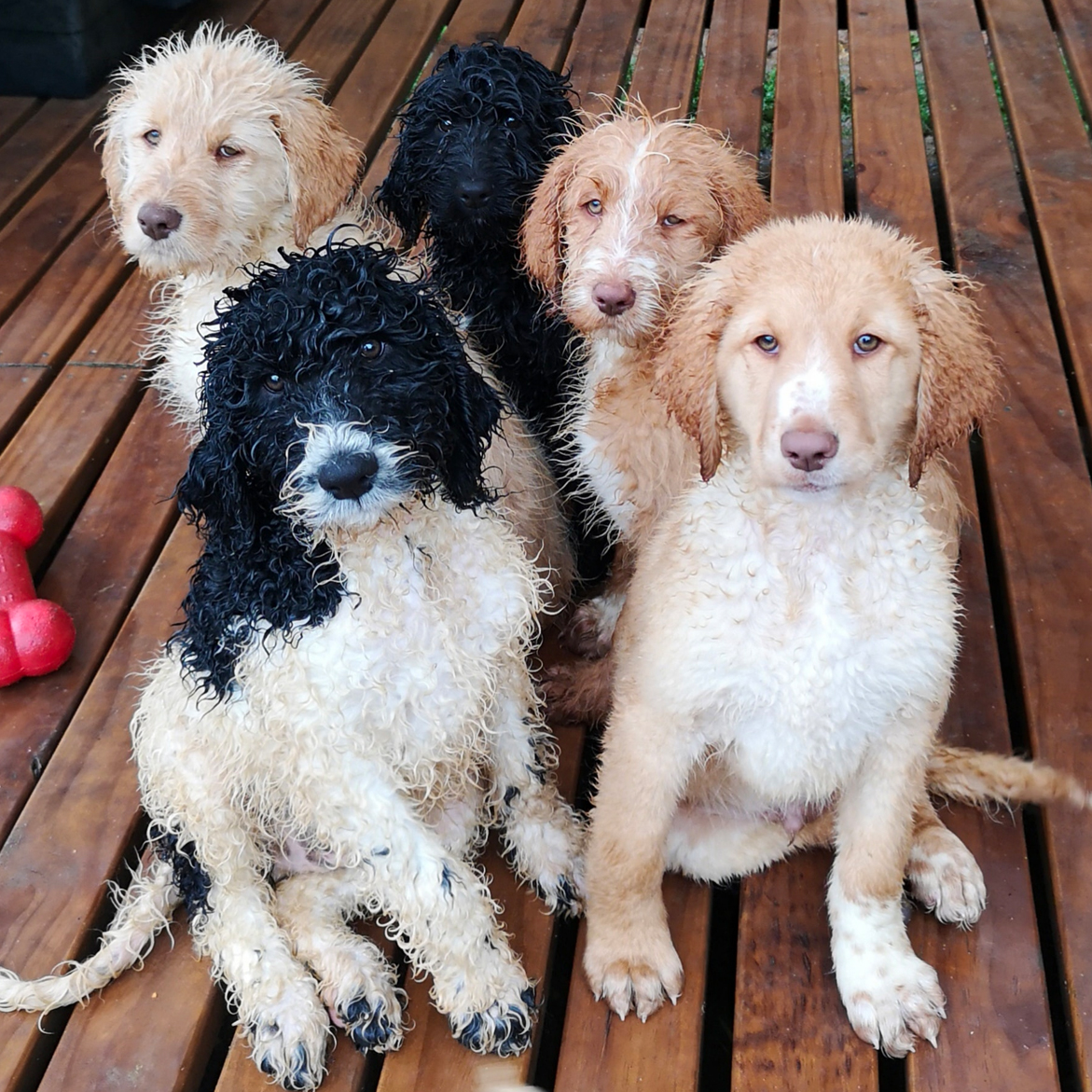 Poodles for sale store nz