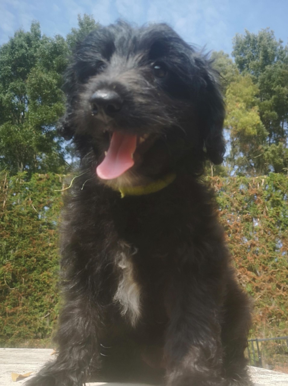 Miniature Bordoodle - Liberty Labradoodles & Spoodles