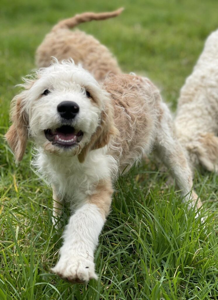 Labradoodle store done deal