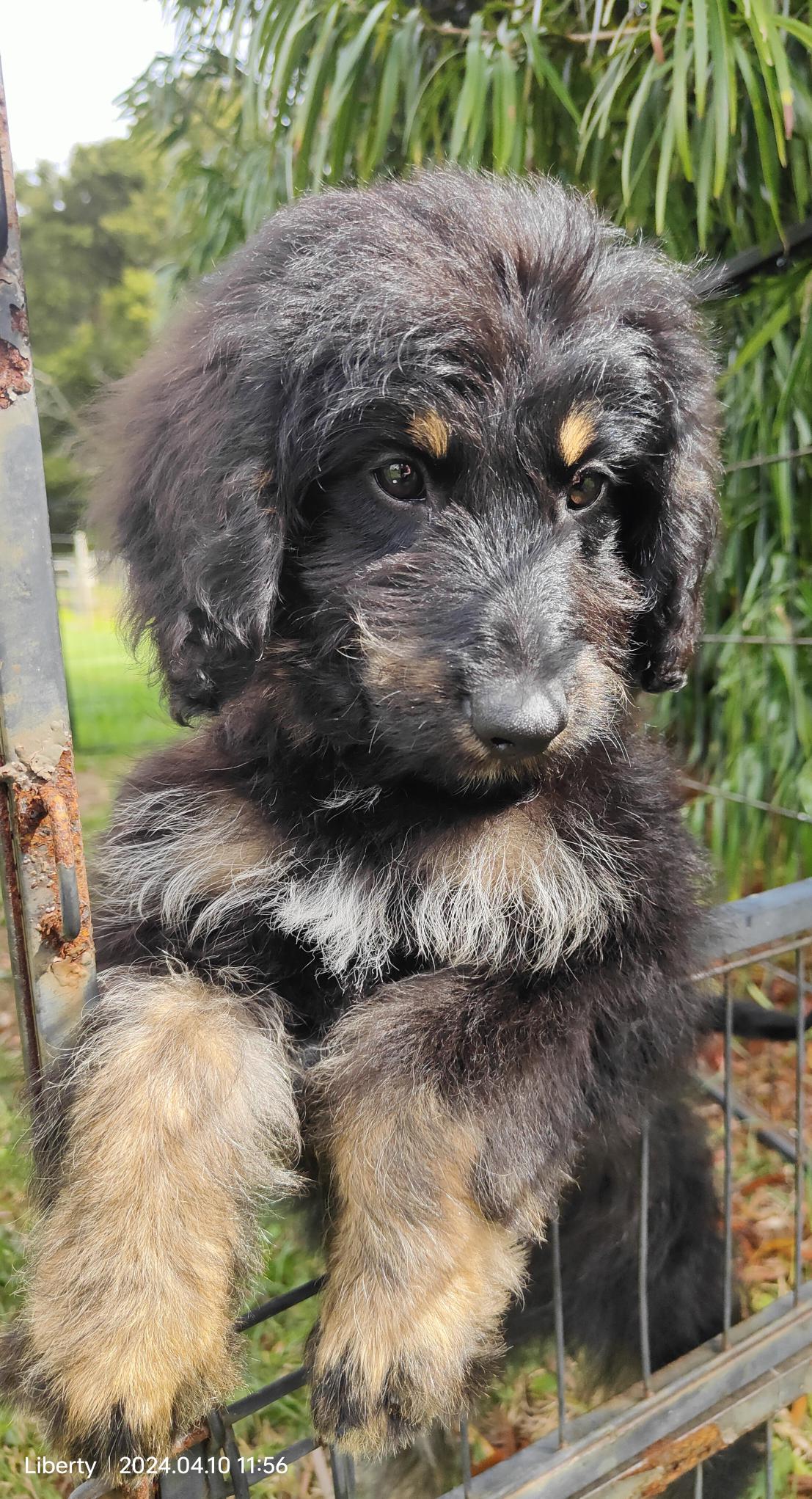 Medium Bordoodle Sheepadoodle 